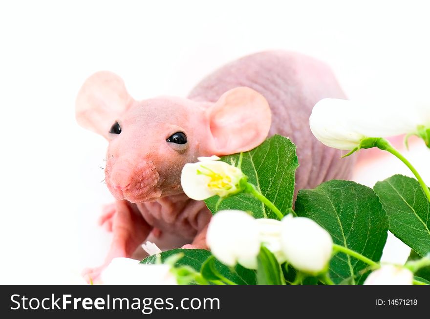 Hairless rat close-up and flowers. Hairless rat close-up and flowers