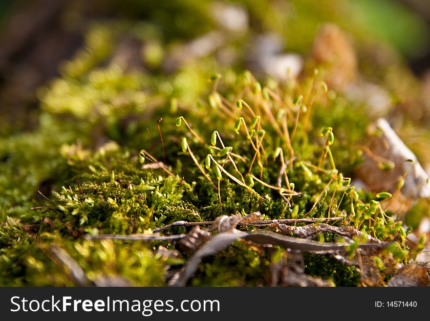 The young green moss