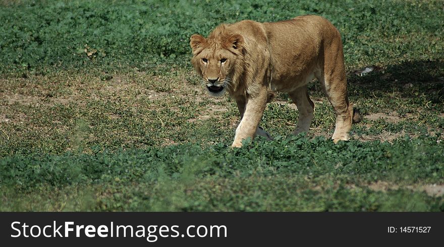 Young male lion  walking on grass