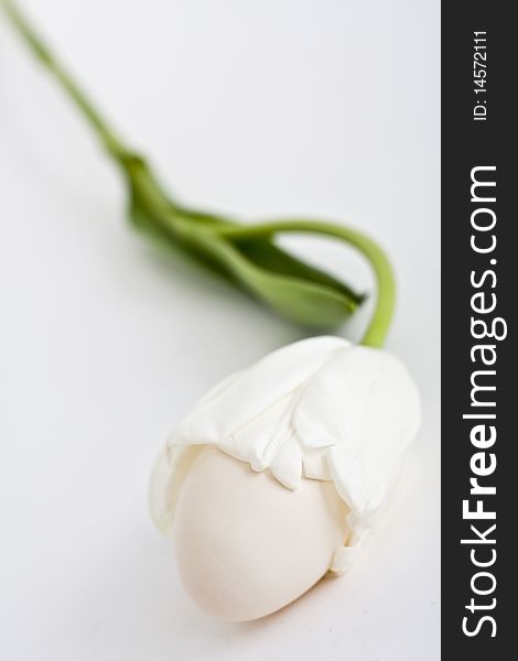 An egg in a white tulip. An egg in a white tulip