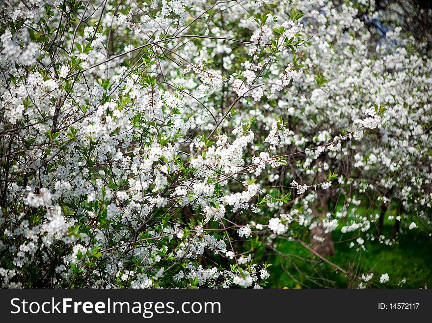 White cherry flowers in the cherry garden at spring