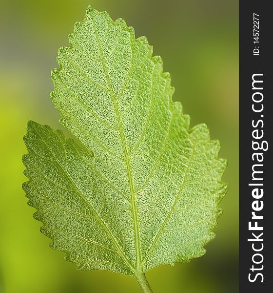 A beautiful closeup green leaf in a garden. A beautiful closeup green leaf in a garden