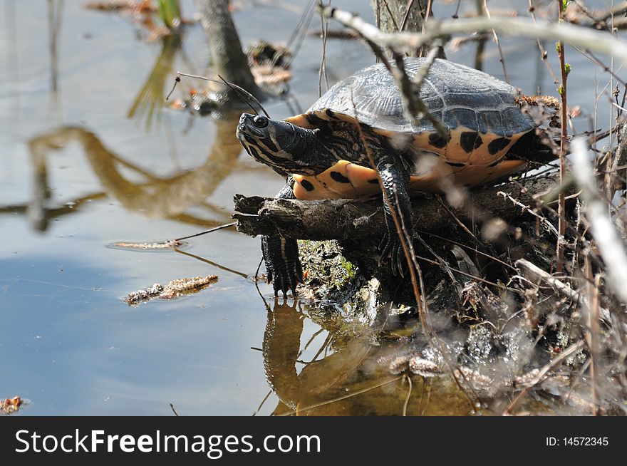 Tortoise resting on a branch in spring. Tortoise resting on a branch in spring