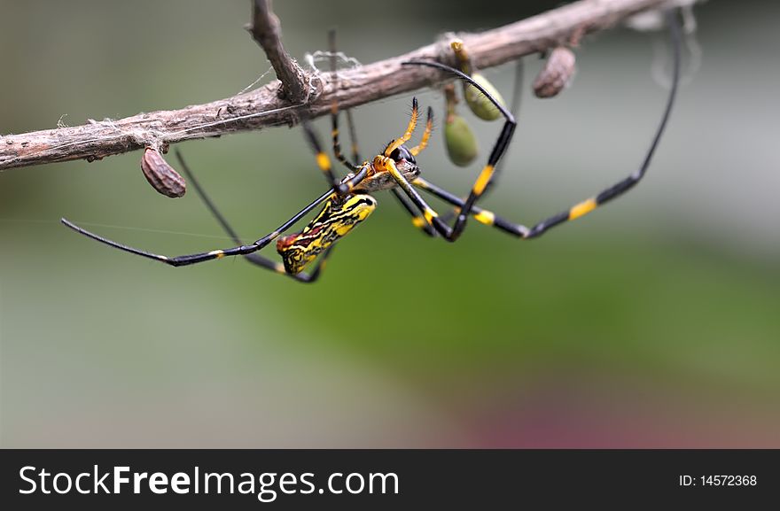 Hanging Spider On Branch