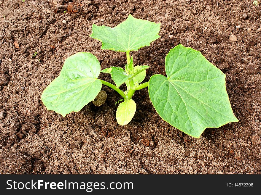 Escape the germ of cucumber on the background soil. Escape the germ of cucumber on the background soil