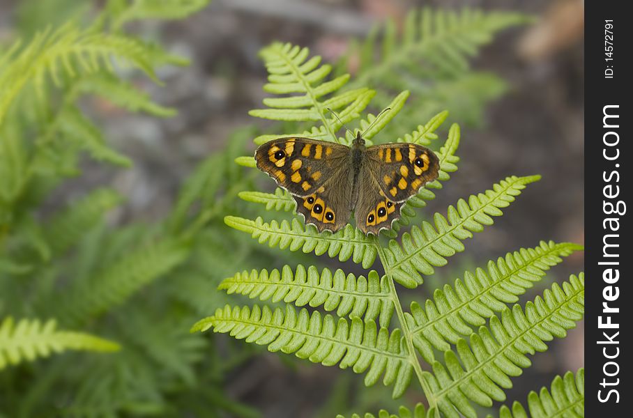 Brown and orange butterfly over green plant