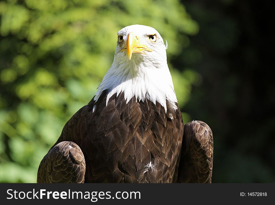 Bald Eagle in a falconry
