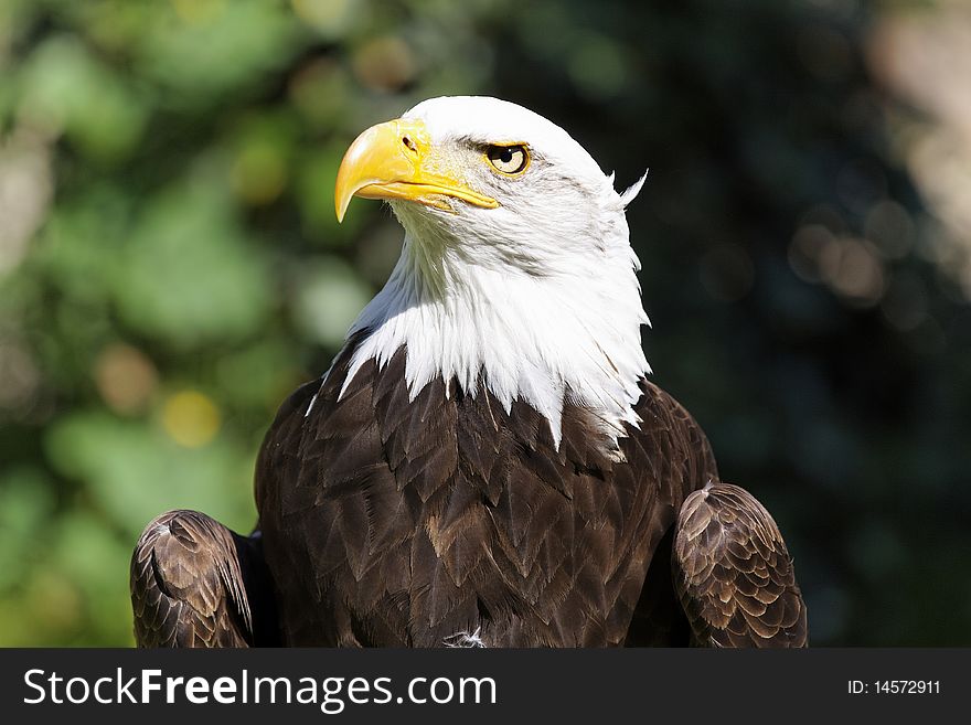 Bald Eagle in a falconry