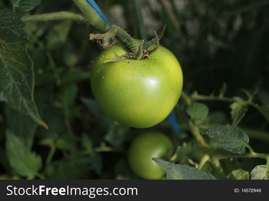 Single green tomato vegetable with background