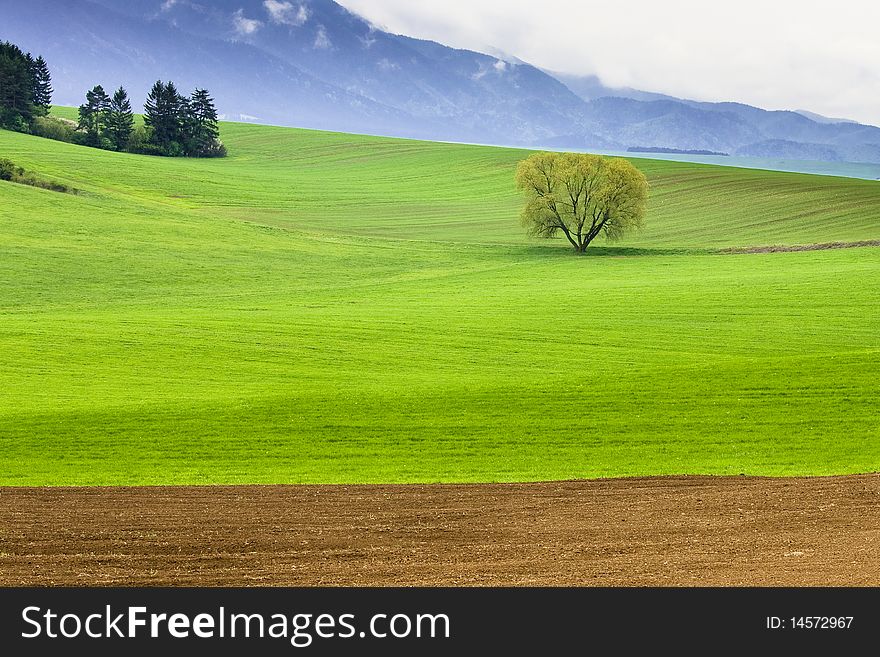 Field and moutain with alone tree. Field and moutain with alone tree