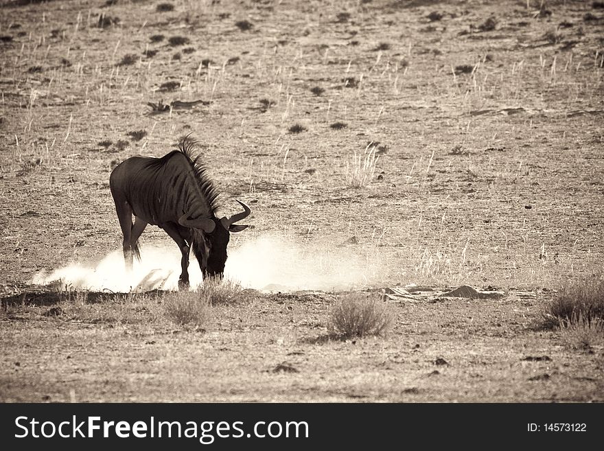 Blue wildebeest kicking up dust in the Kalahari desert