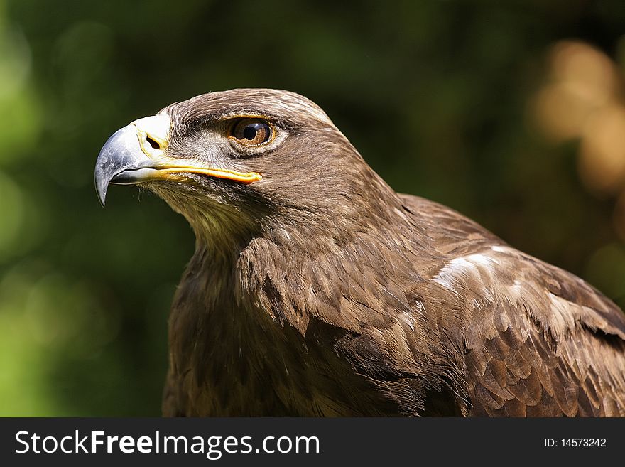 Steppe eagle in a falconry