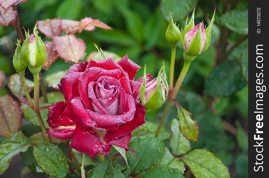 Red rose with dewdrops Ð°nd buds