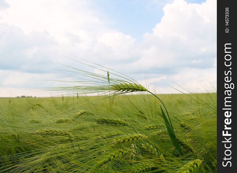 Green field of barley against the sky