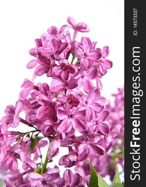 Purple lilac on white background