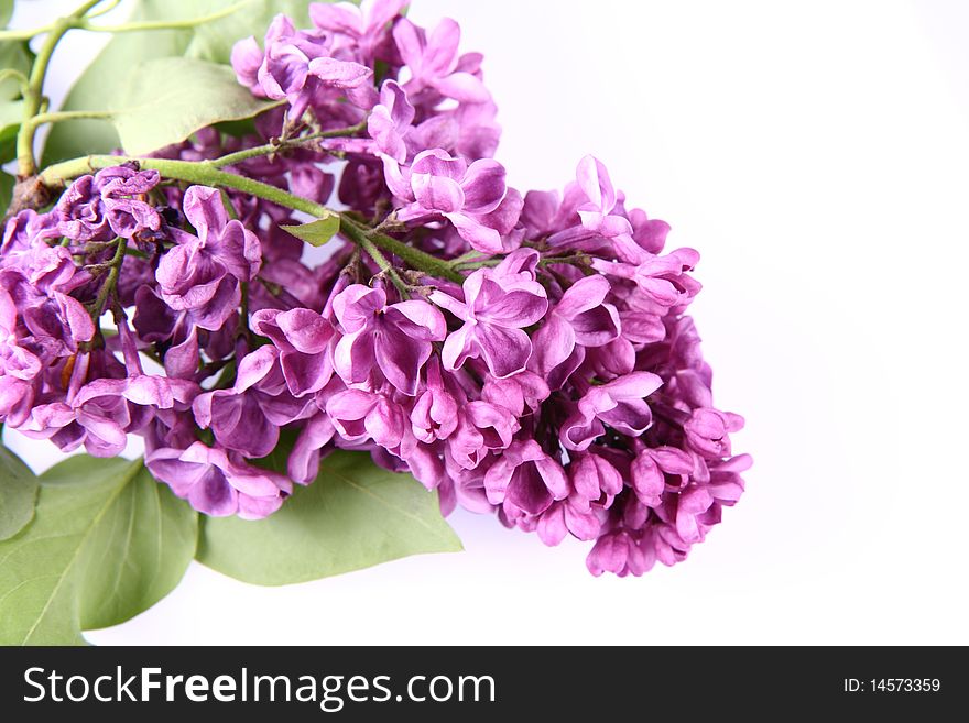 Pink lilac on white background