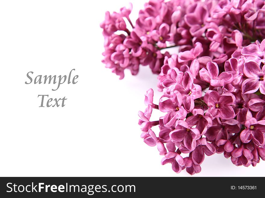 Pink lilac on white background with space for text