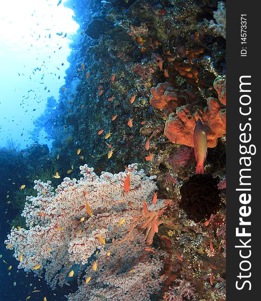 Coral reef that has grown on the side of the Liberty wreck in Bali Indonesia