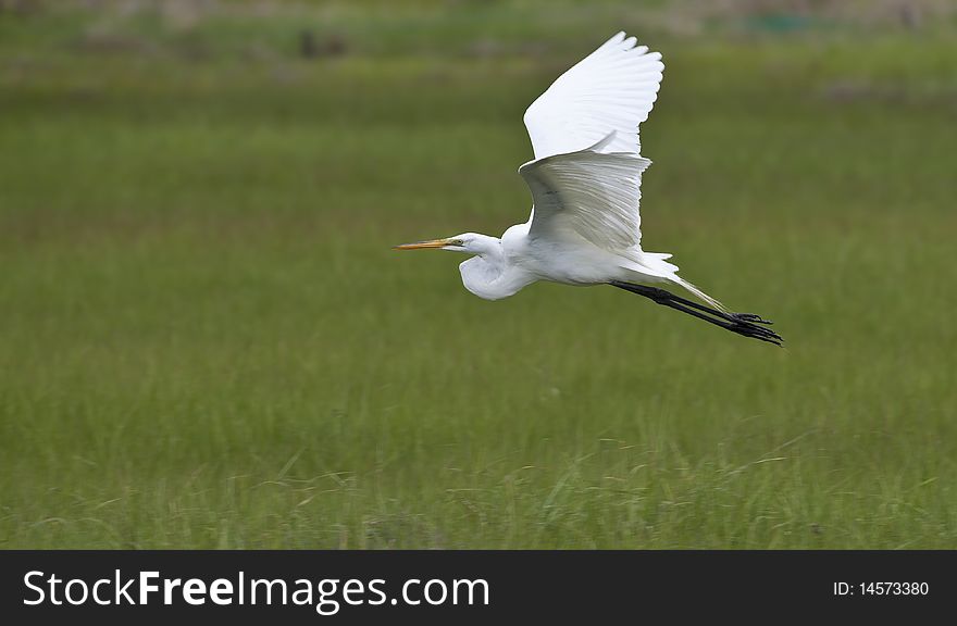 Great Egret (Ardea alba) in flight over grass land in Long Island New York