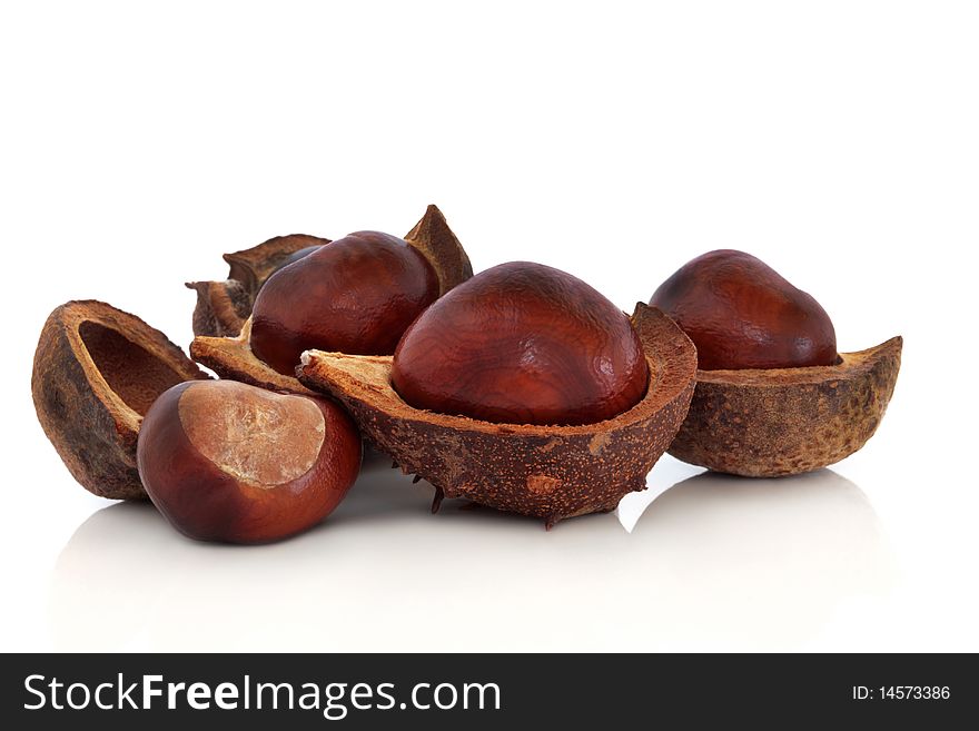 Conkers