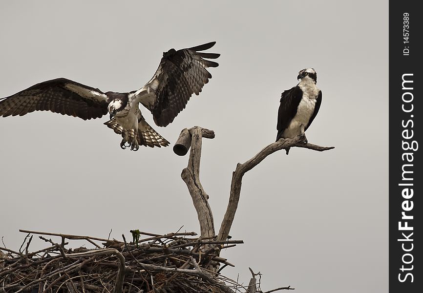 Pair of osprey sitting on nest on Long Island, New York