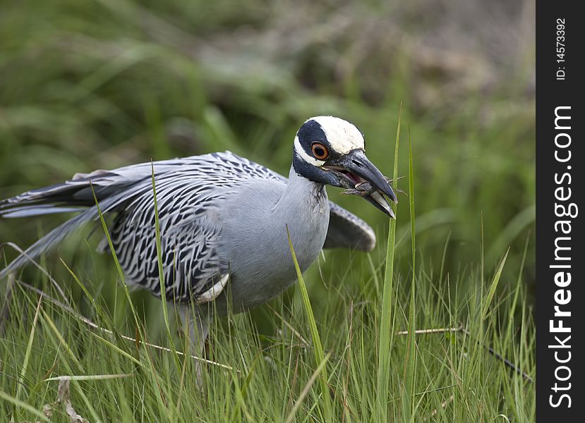 Yellow-crowned night-heron (Nyctanassa violacea) in grass off Long Island, New York eating crab