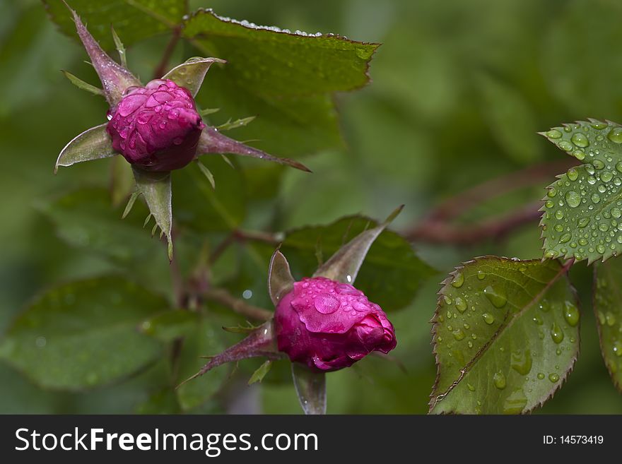 Pink Rose