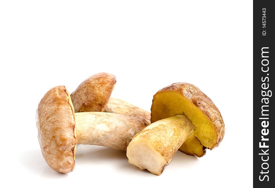 Mushrooms (pilze) on a white background. Mushrooms (pilze) on a white background