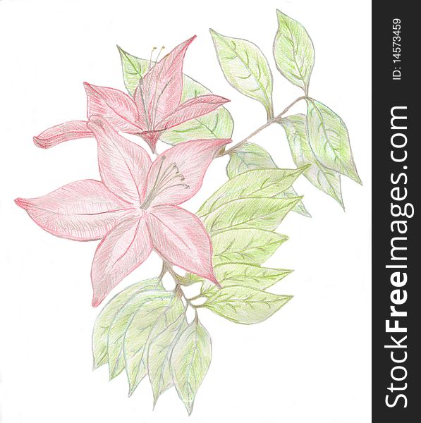 Azealea and leaves in color pencil;. Azealea and leaves in color pencil;