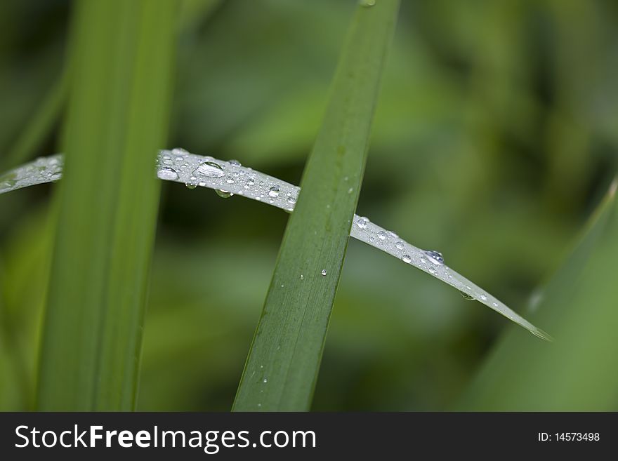 Beads of water on plant leaves in Shakespeare's garden in Central Park, New York City. Beads of water on plant leaves in Shakespeare's garden in Central Park, New York City