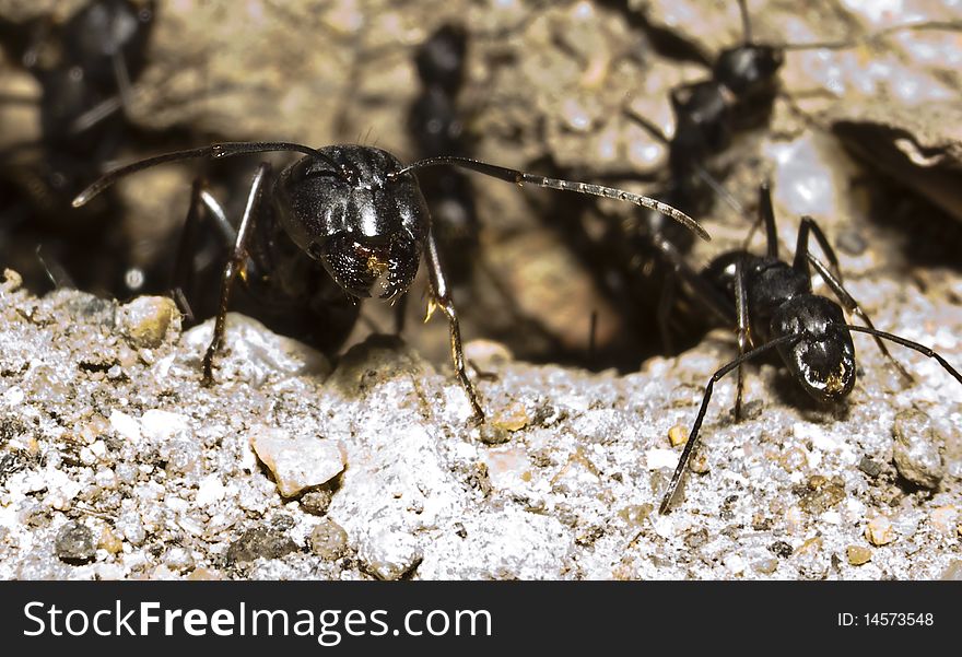 More ants, including ant trails: