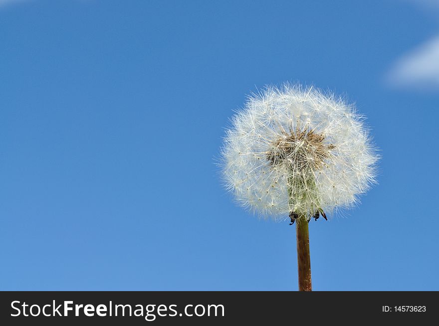 Dandelion seeds on blue sky