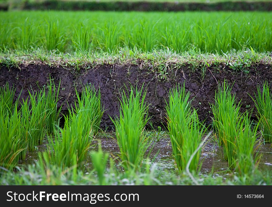 Rice field in Bali vilage Ubud