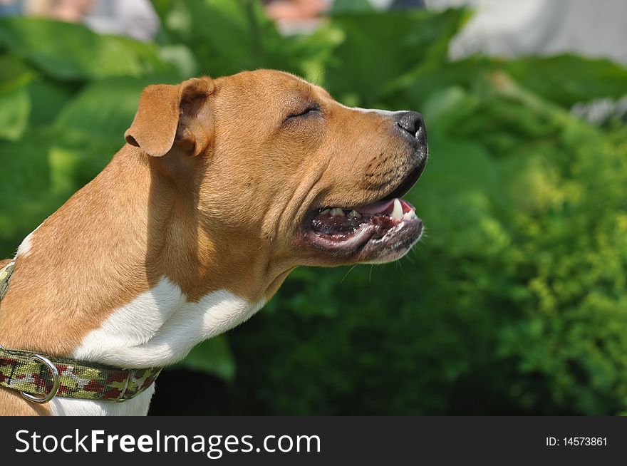 A beautiful American Pit Bull Terrier is closing the eyes and enjoying the sunlight during summer. A beautiful American Pit Bull Terrier is closing the eyes and enjoying the sunlight during summer.