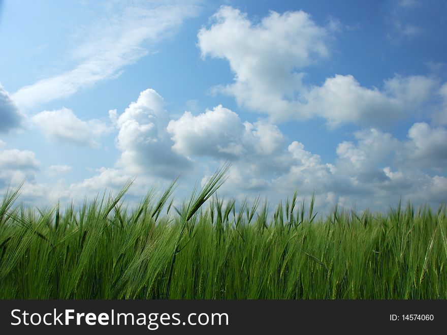 Green wheat field and blue sky landscape