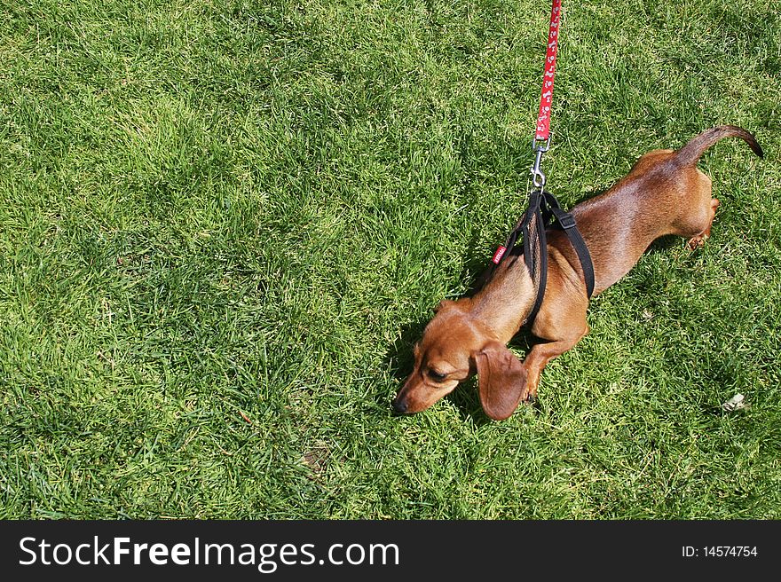An adorable dachshund is looking for something in the grass. An adorable dachshund is looking for something in the grass