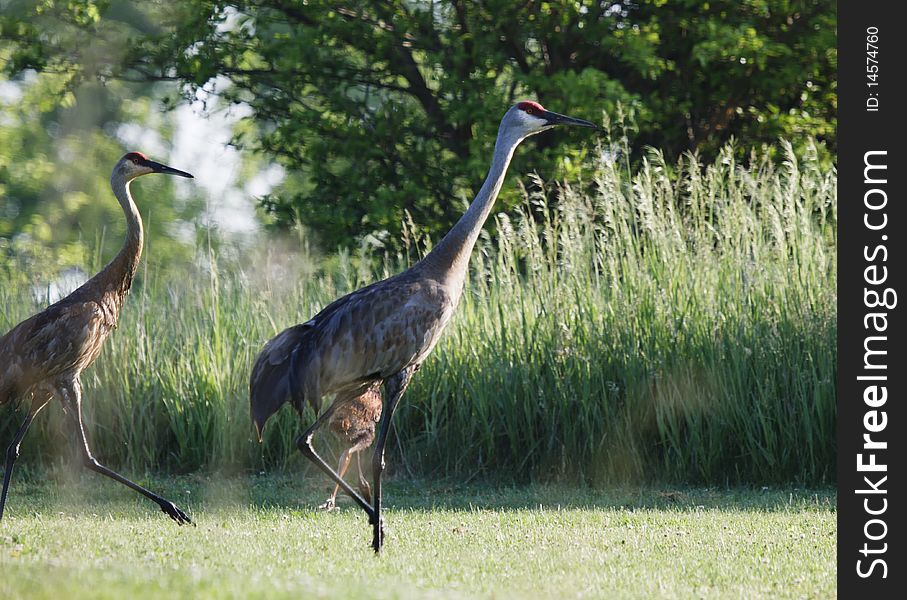 Sandhill cranes move carefully around the golf course