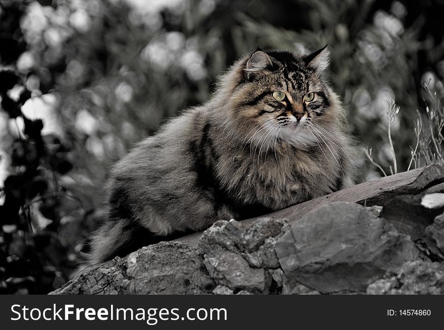 Furry cat hunting in the italian country