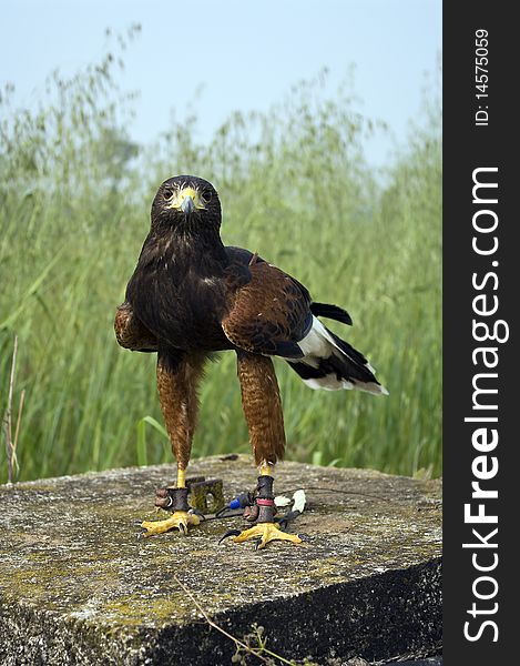 Harris Hawk standing and looking at