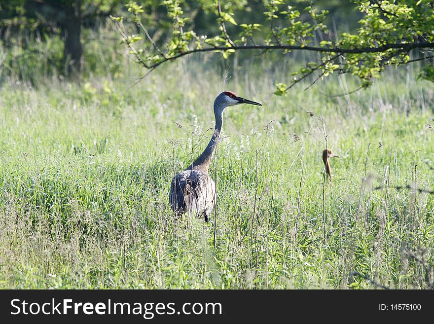 Sandhill crane and baby try to hide out in the field