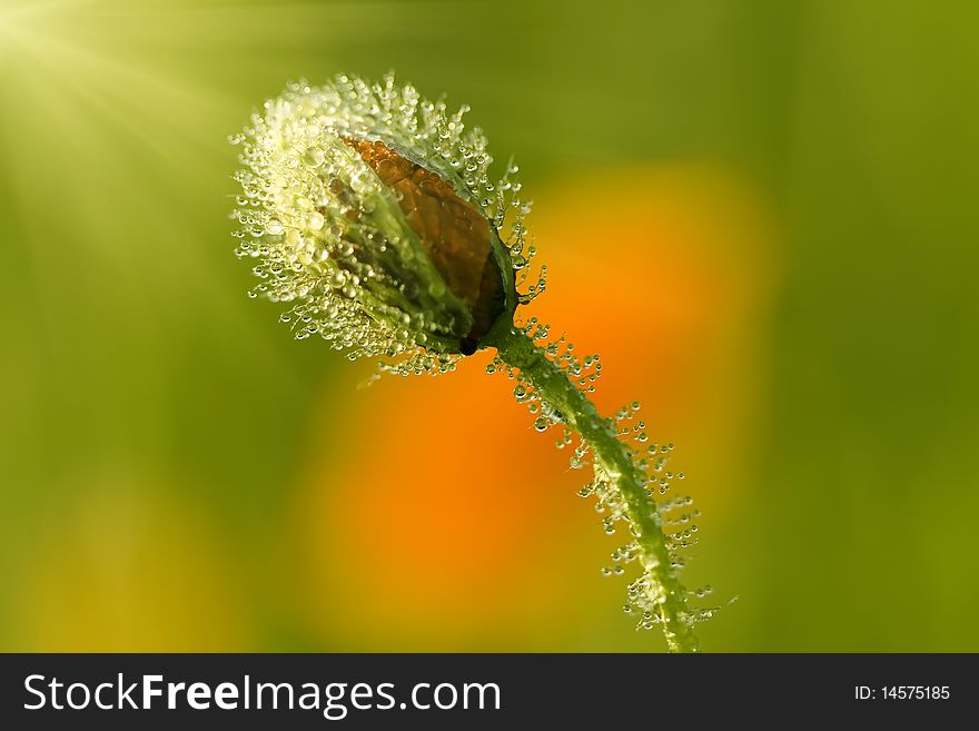 dew drop flower macro morning poppy. dew drop flower macro morning poppy