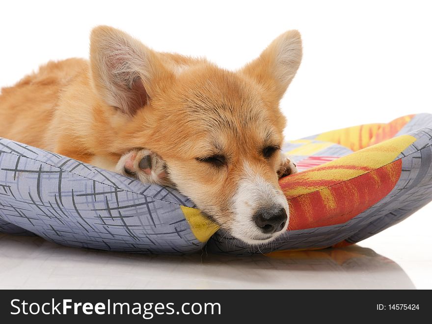 Five-month puppy in studio on white background