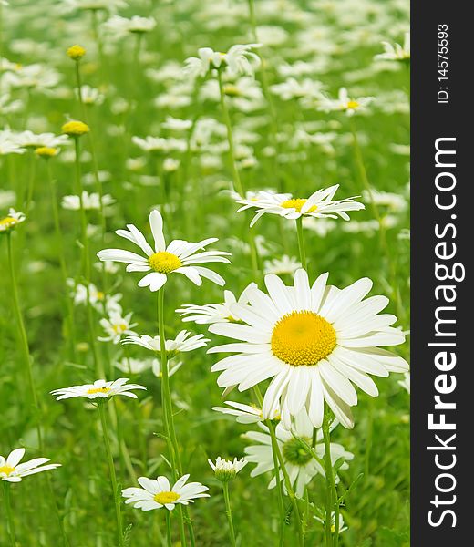 Flowers of a camomile with white petals on a glade in a garden. Flowers of a camomile with white petals on a glade in a garden