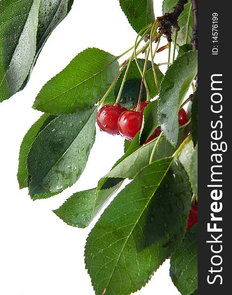 Red cherry with leaves and water drops isolated on white