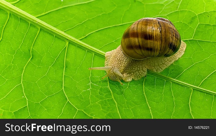 Snail on a background of green leaf