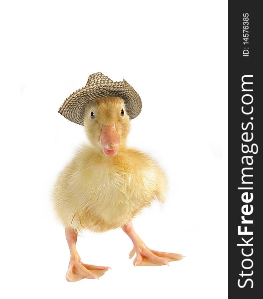 Small duck in straw hat on white background. Small duck in straw hat on white background