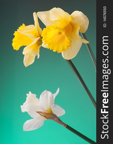 Beautiful yellow and white narcissus on green background