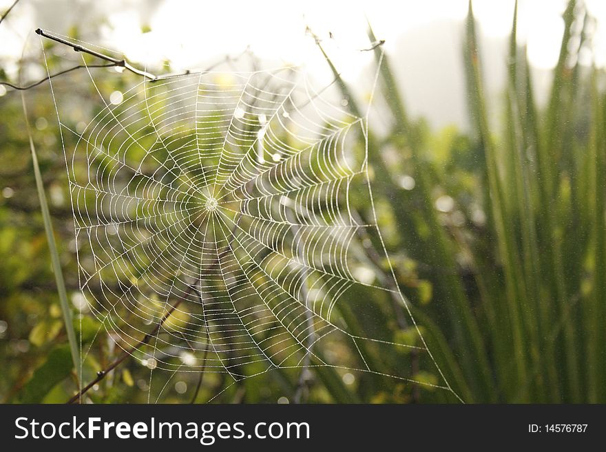 Misty Web
