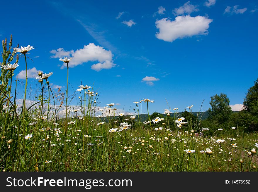 Sunny meadow with camomile against blue sky