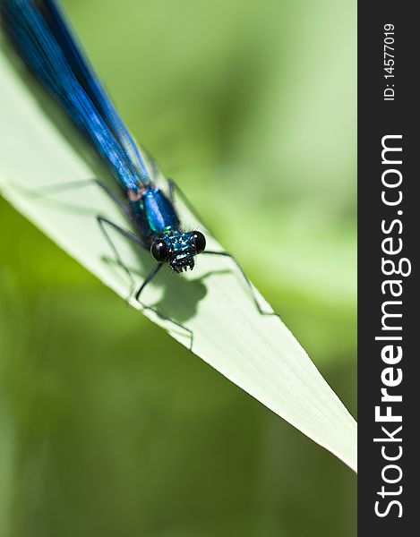 Banded Demoiselle - on a sheet at Sunbathing  - Calopteryx splendens